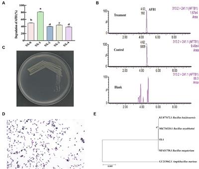 Characterization and genomic analysis of Bacillus megaterium with the ability to degrade aflatoxin B1